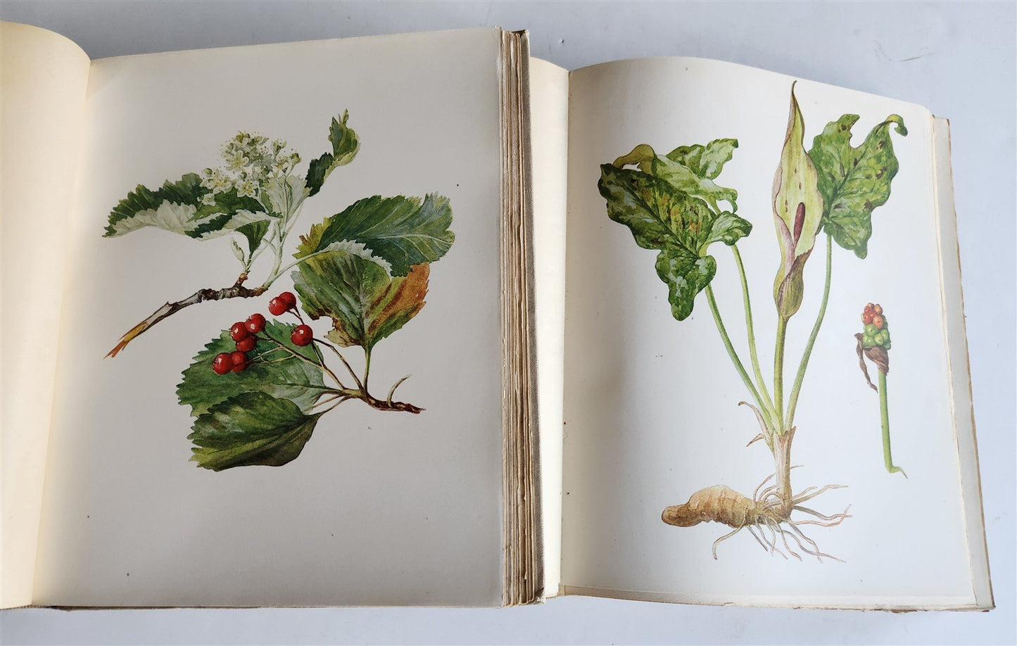 1914 BRITISH FLOWERING PLANTS antique ILLUSTRATED by PERRIN 2 folio volumes
