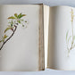 1914 BRITISH FLOWERING PLANTS antique ILLUSTRATED by PERRIN 2 folio volumes