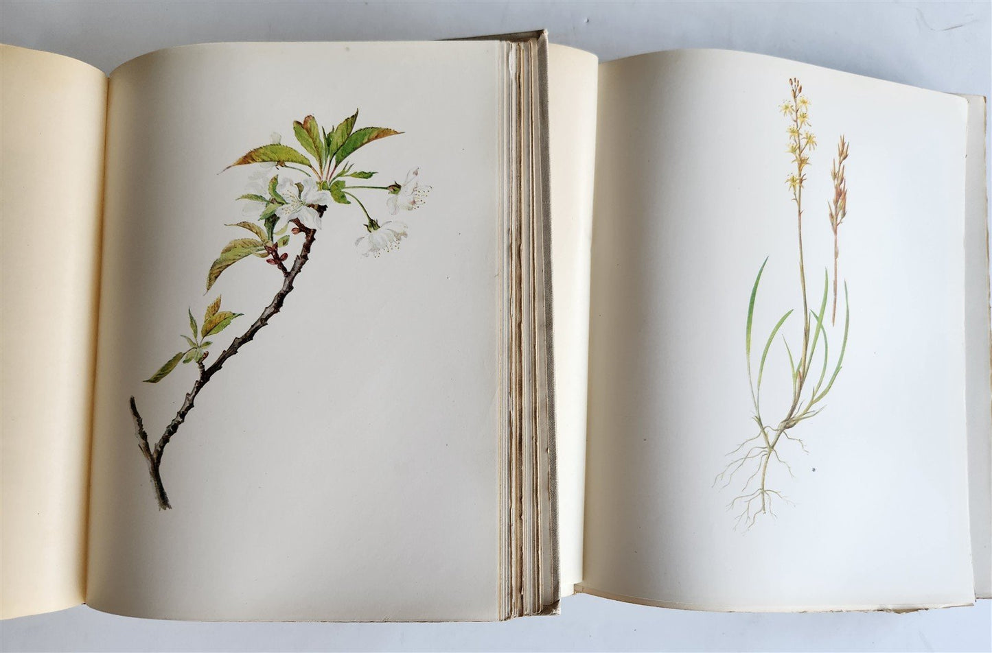 1914 BRITISH FLOWERING PLANTS antique ILLUSTRATED by PERRIN 2 folio volumes