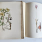 1914 BRITISH FLOWERING PLANTS antique ILLUSTRATED by PERRIN 2 folio volumes