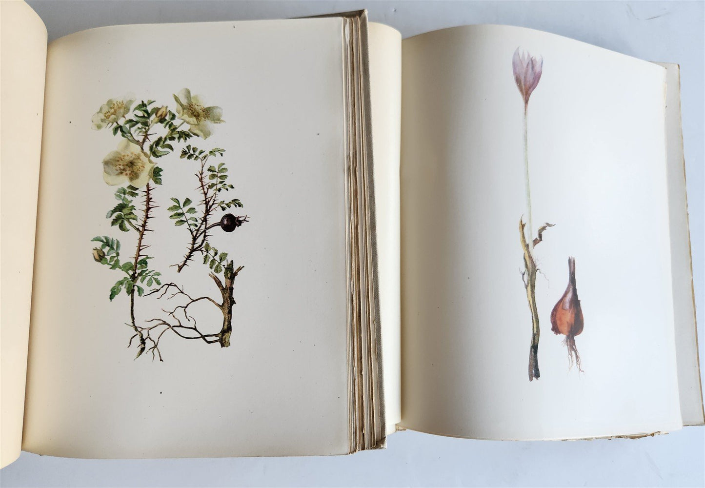 1914 BRITISH FLOWERING PLANTS antique ILLUSTRATED by PERRIN 2 folio volumes