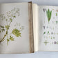 1914 BRITISH FLOWERING PLANTS antique ILLUSTRATED by PERRIN 2 folio volumes