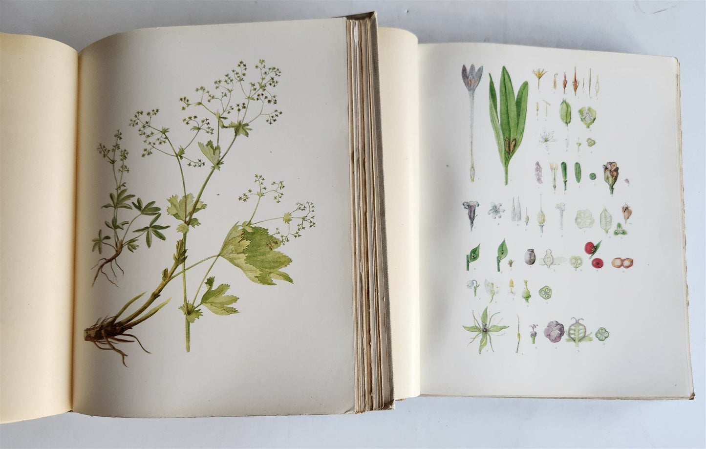 1914 BRITISH FLOWERING PLANTS antique ILLUSTRATED by PERRIN 2 folio volumes