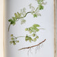 1914 BRITISH FLOWERING PLANTS antique ILLUSTRATED by PERRIN 2 folio volumes