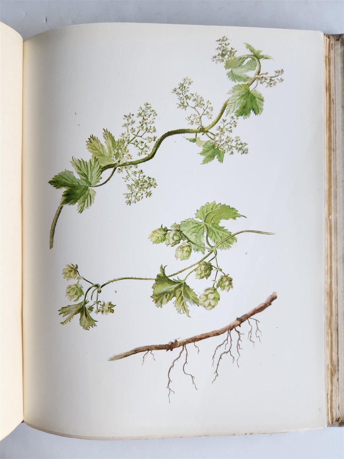 1914 BRITISH FLOWERING PLANTS antique ILLUSTRATED by PERRIN 2 folio volumes