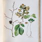 1914 BRITISH FLOWERING PLANTS antique ILLUSTRATED by PERRIN 2 folio volumes