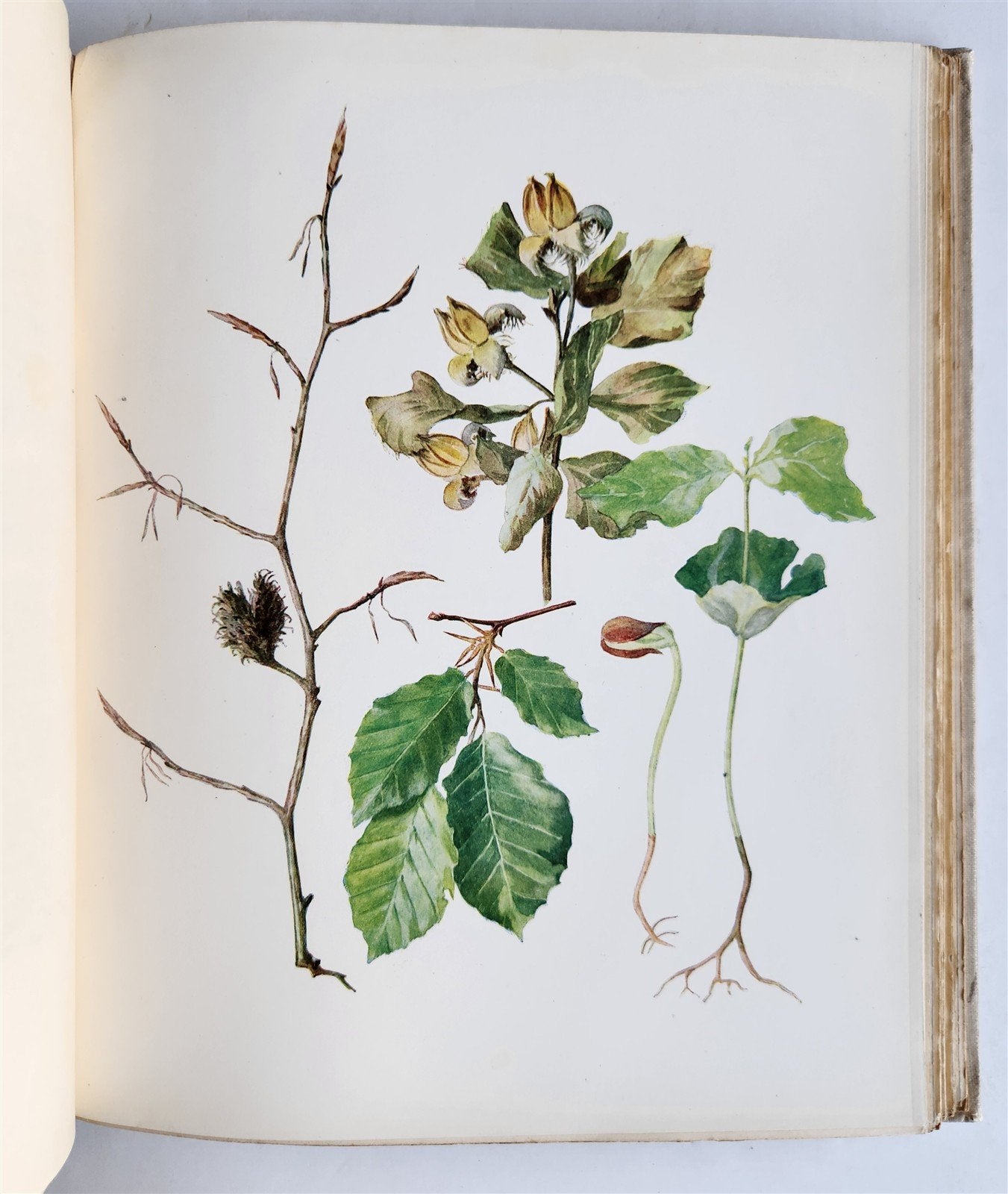 1914 BRITISH FLOWERING PLANTS antique ILLUSTRATED by PERRIN 2 folio volumes