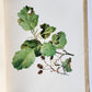 1914 BRITISH FLOWERING PLANTS antique ILLUSTRATED by PERRIN 2 folio volumes