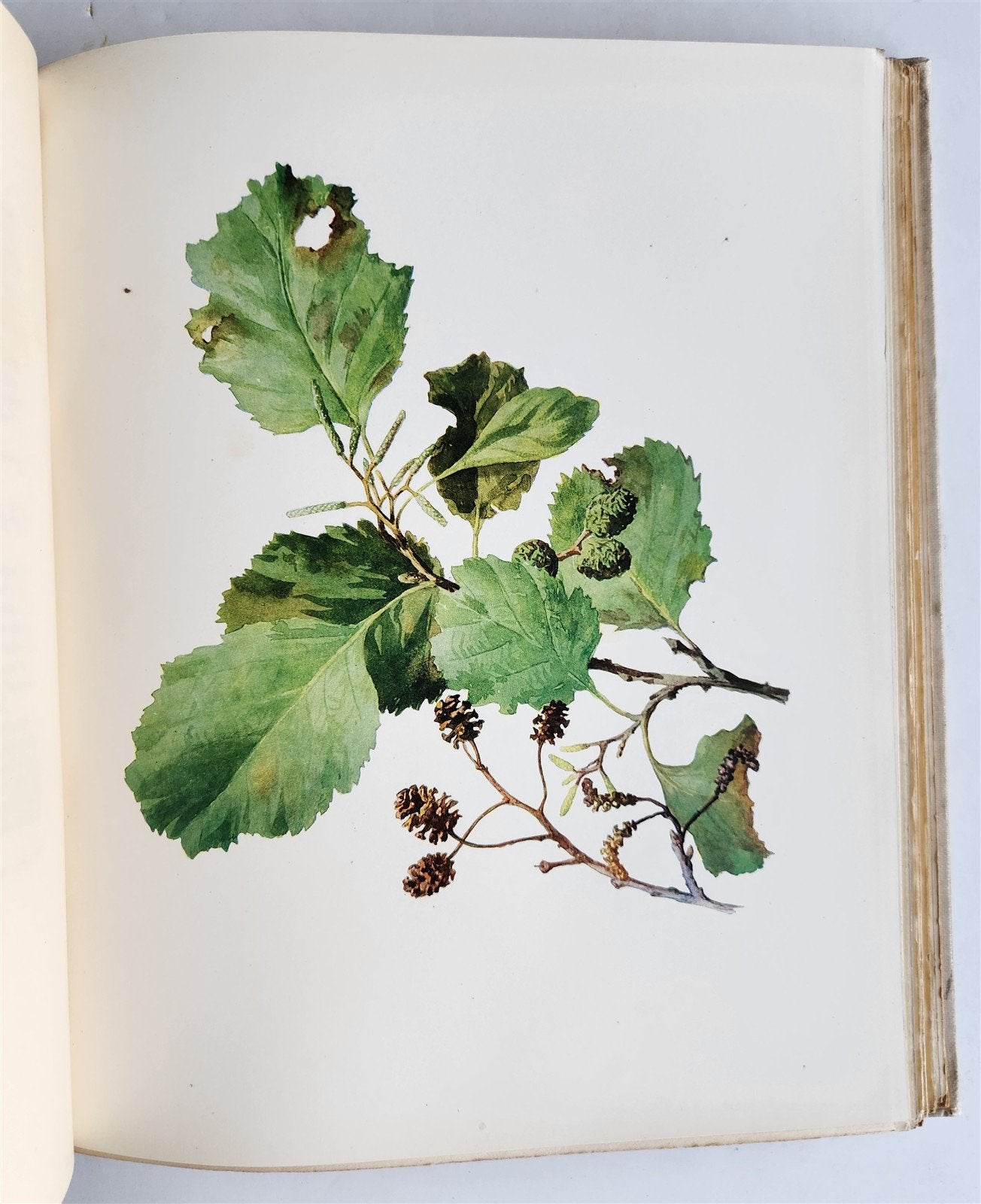 1914 BRITISH FLOWERING PLANTS antique ILLUSTRATED by PERRIN 2 folio volumes
