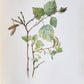 1914 BRITISH FLOWERING PLANTS antique ILLUSTRATED by PERRIN 2 folio volumes
