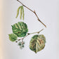1914 BRITISH FLOWERING PLANTS antique ILLUSTRATED by PERRIN 2 folio volumes
