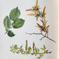 1914 BRITISH FLOWERING PLANTS antique ILLUSTRATED by PERRIN 2 folio volumes