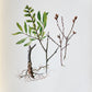 1914 BRITISH FLOWERING PLANTS antique ILLUSTRATED by PERRIN 2 folio volumes
