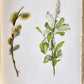 1914 BRITISH FLOWERING PLANTS antique ILLUSTRATED by PERRIN 2 folio volumes