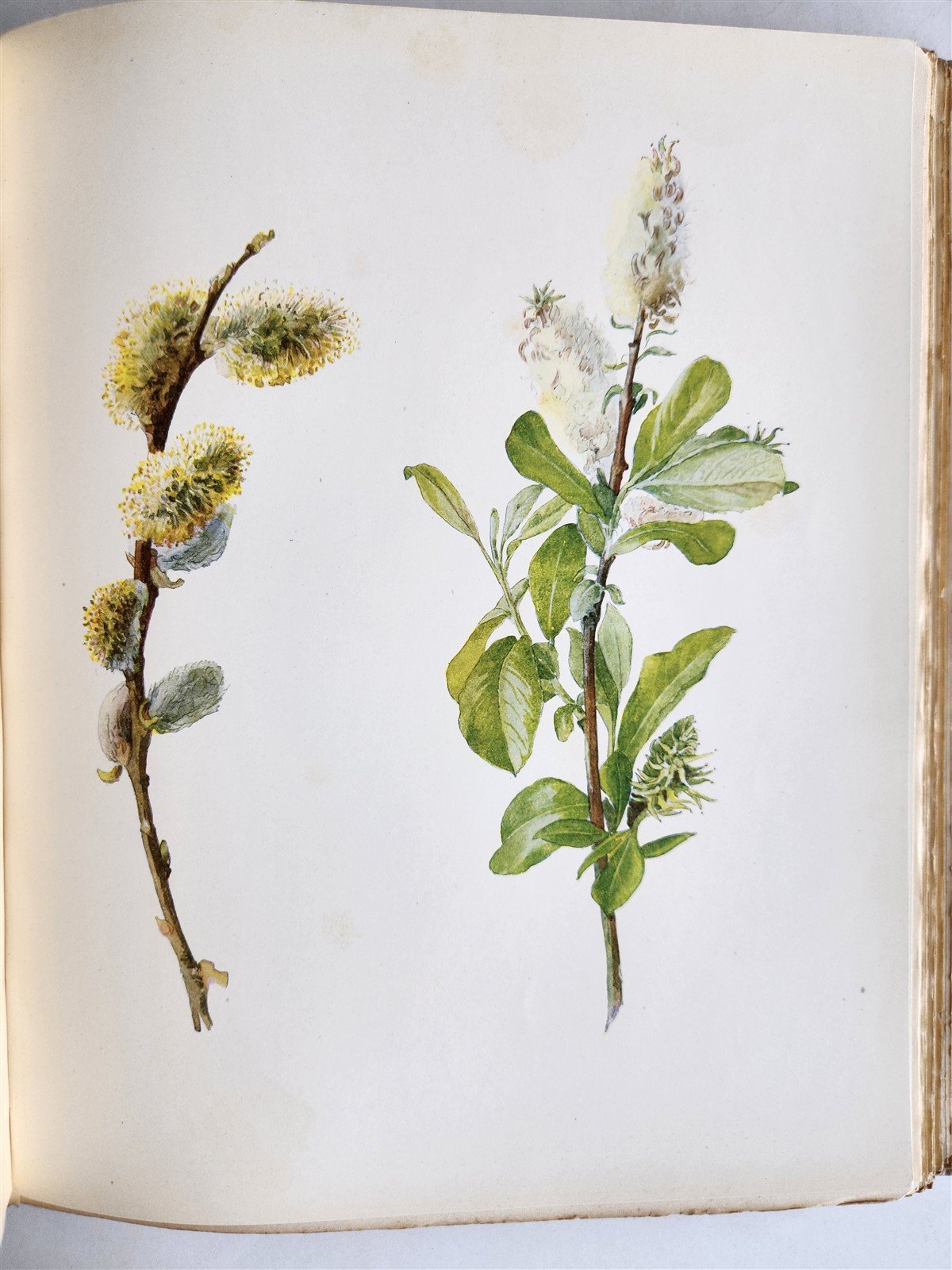 1914 BRITISH FLOWERING PLANTS antique ILLUSTRATED by PERRIN 2 folio volumes