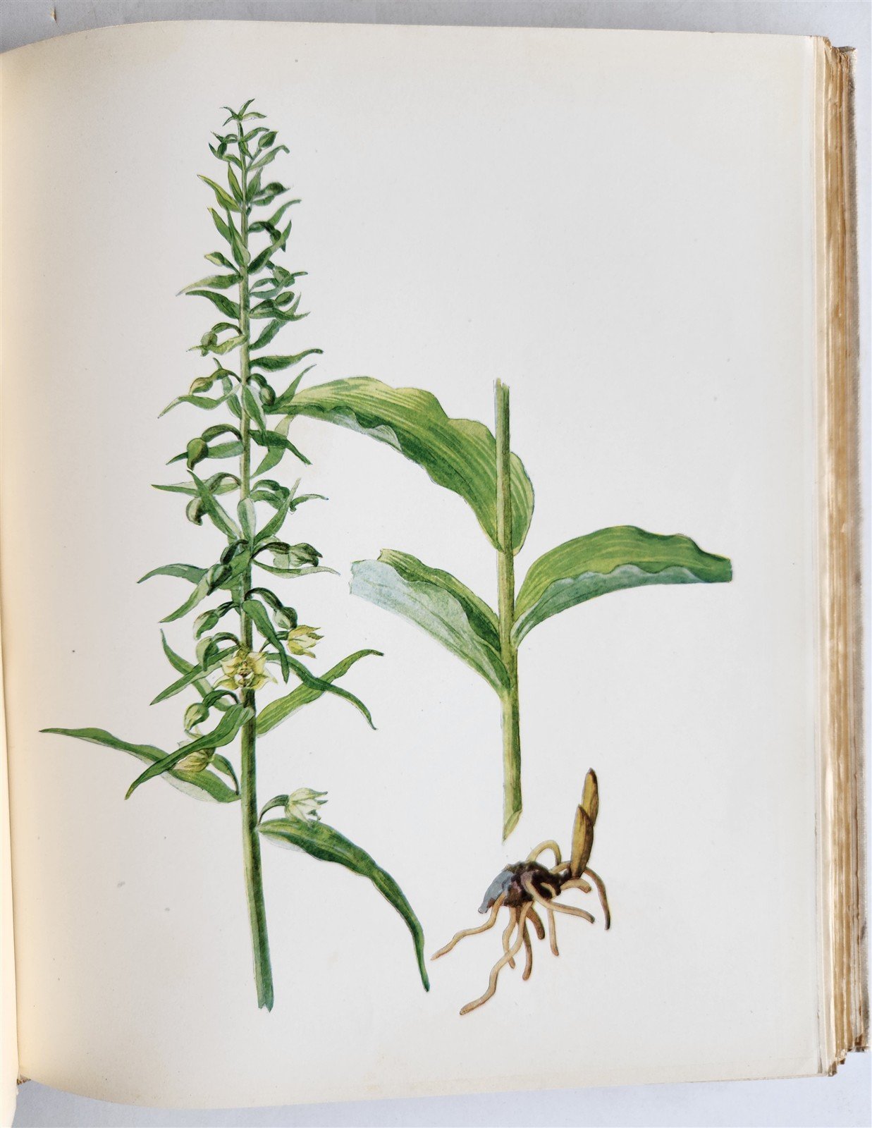 1914 BRITISH FLOWERING PLANTS antique ILLUSTRATED by PERRIN 2 folio volumes
