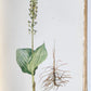 1914 BRITISH FLOWERING PLANTS antique ILLUSTRATED by PERRIN 2 folio volumes