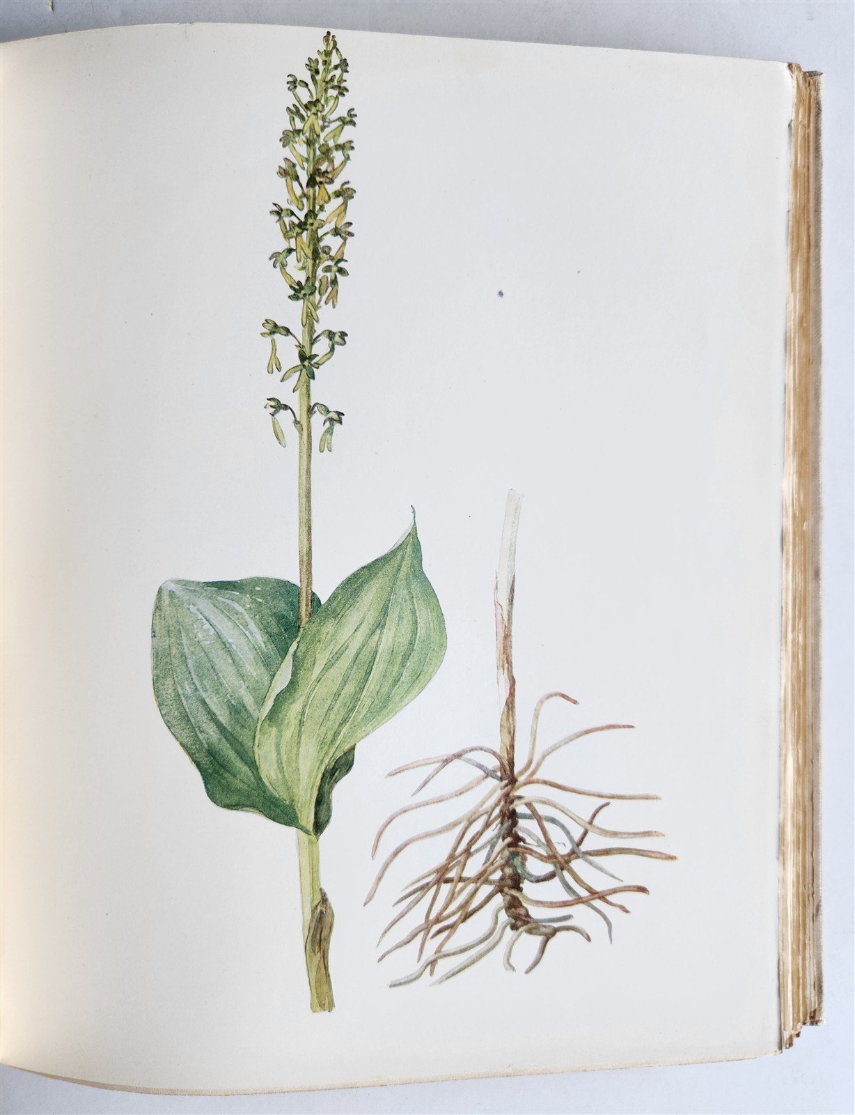 1914 BRITISH FLOWERING PLANTS antique ILLUSTRATED by PERRIN 2 folio volumes