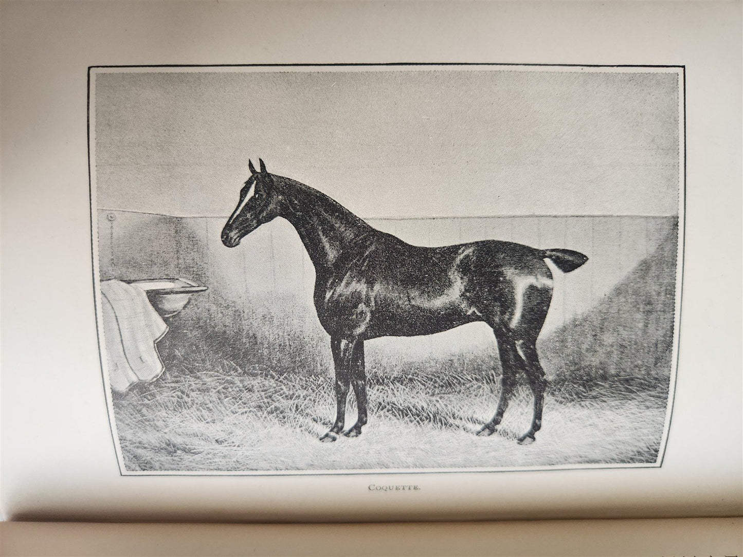 1889 IN THE NORTH COUNTREE ANNALS of HORSE HOUND & HERD antique ILLUSTRATED