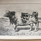 1889 IN THE NORTH COUNTREE ANNALS of HORSE HOUND & HERD antique ILLUSTRATED