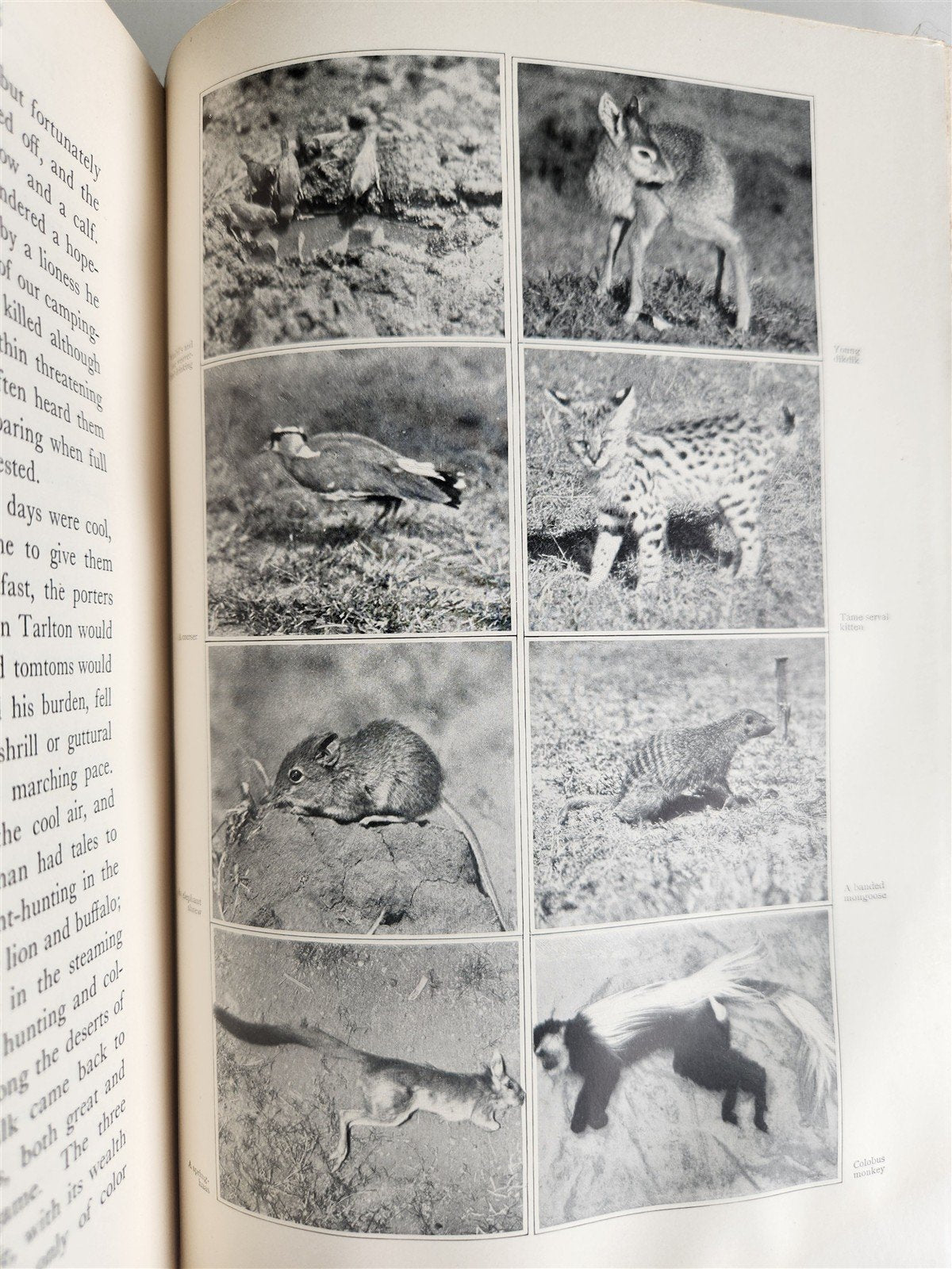1910 AFRICAN GAME TRAILS by THEODORE ROOSEVELT antique ILLUSTRATED