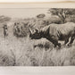 1910 AFRICAN GAME TRAILS by THEODORE ROOSEVELT antique ILLUSTRATED
