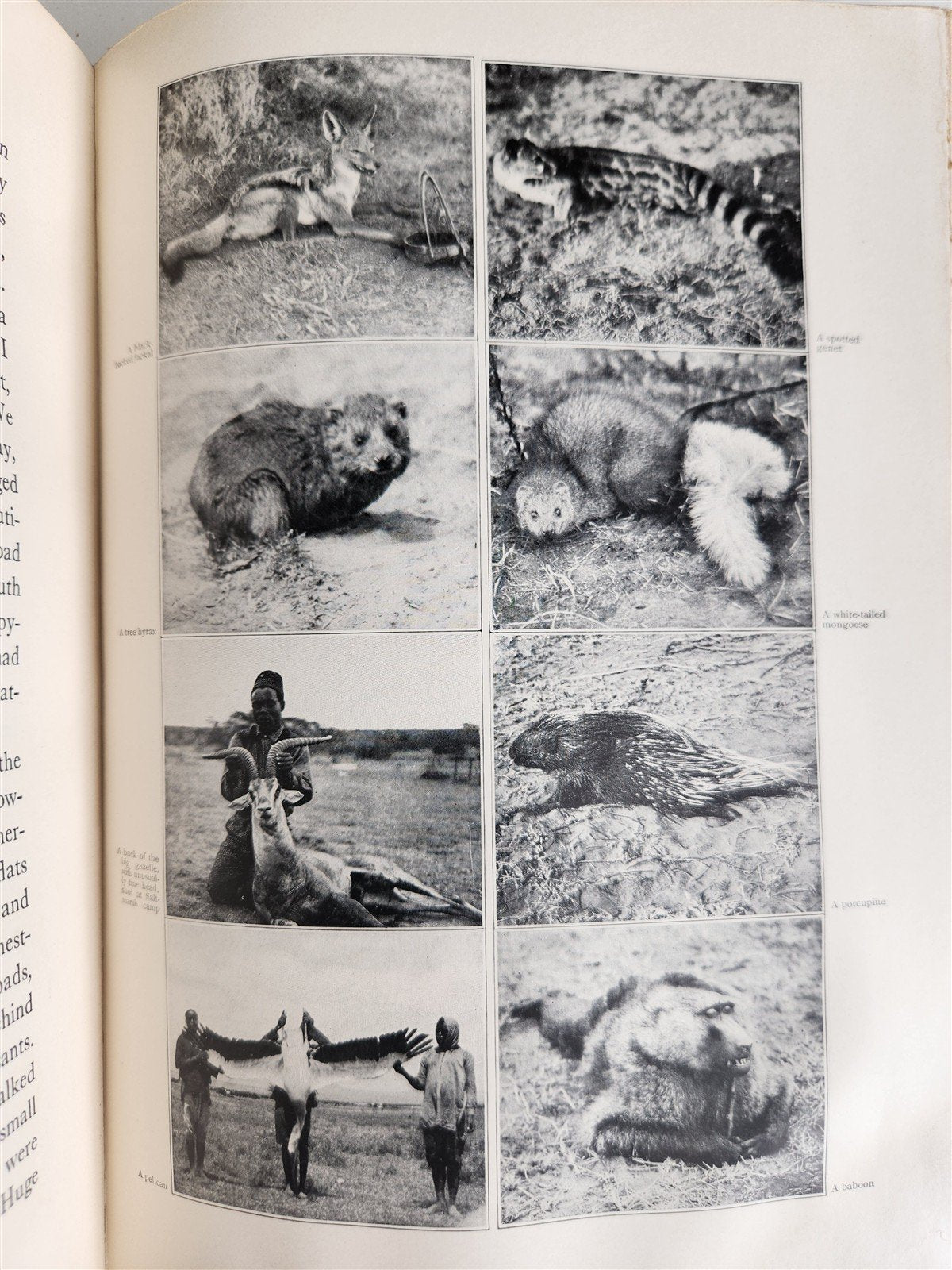 1910 AFRICAN GAME TRAILS by THEODORE ROOSEVELT antique ILLUSTRATED