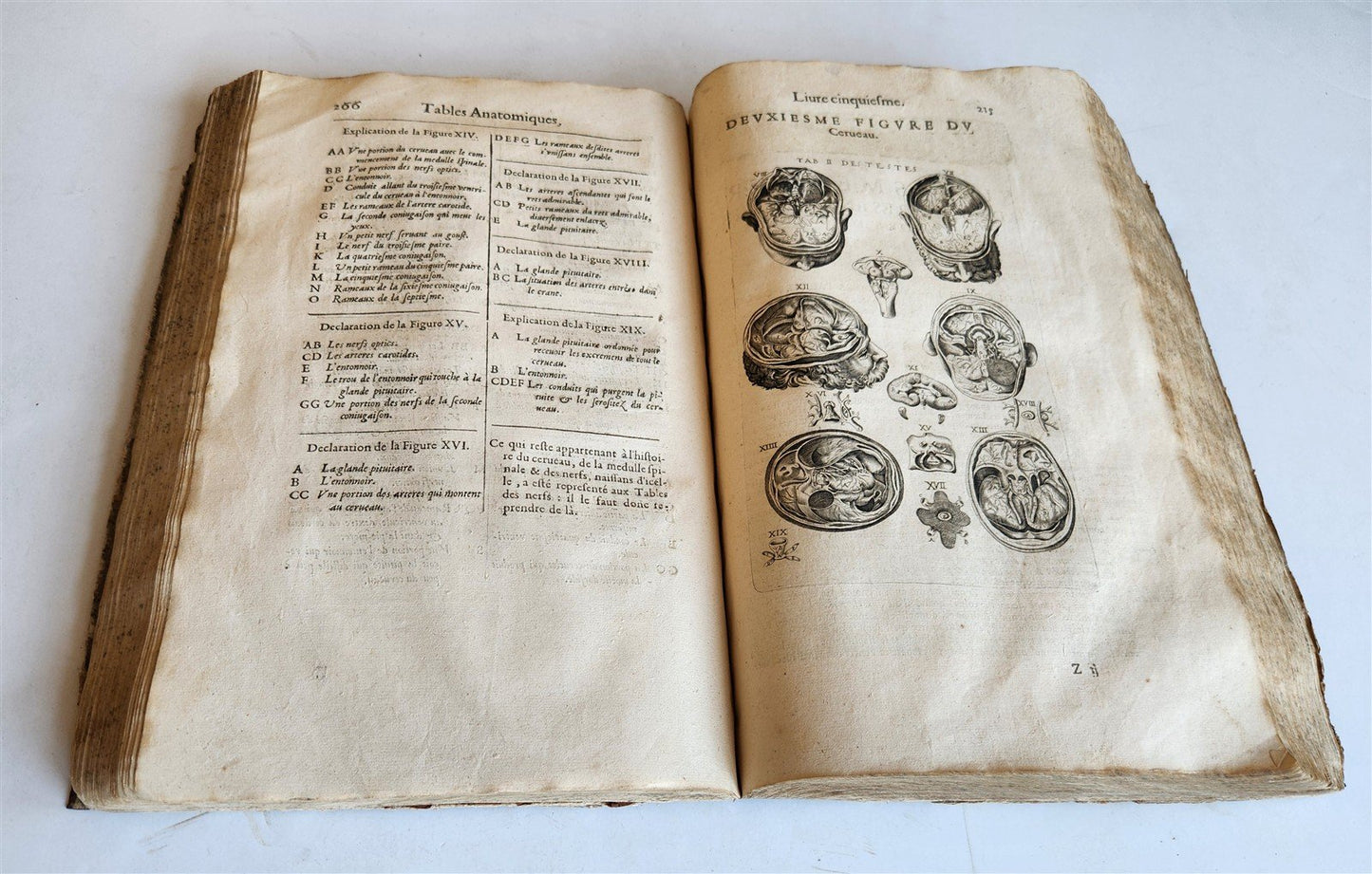 1646 ANATOMY ILLUSTRATED after VESALIUS antique FOLIO 17th CENTURY scarce