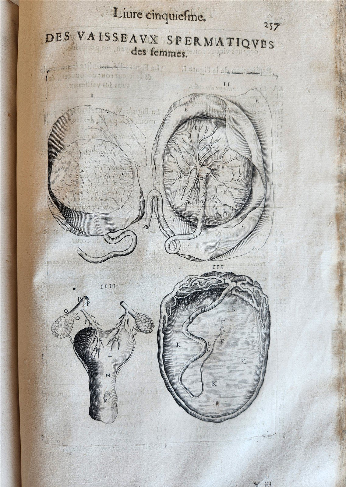 1646 ANATOMY ILLUSTRATED after VESALIUS antique FOLIO 17th CENTURY scarce