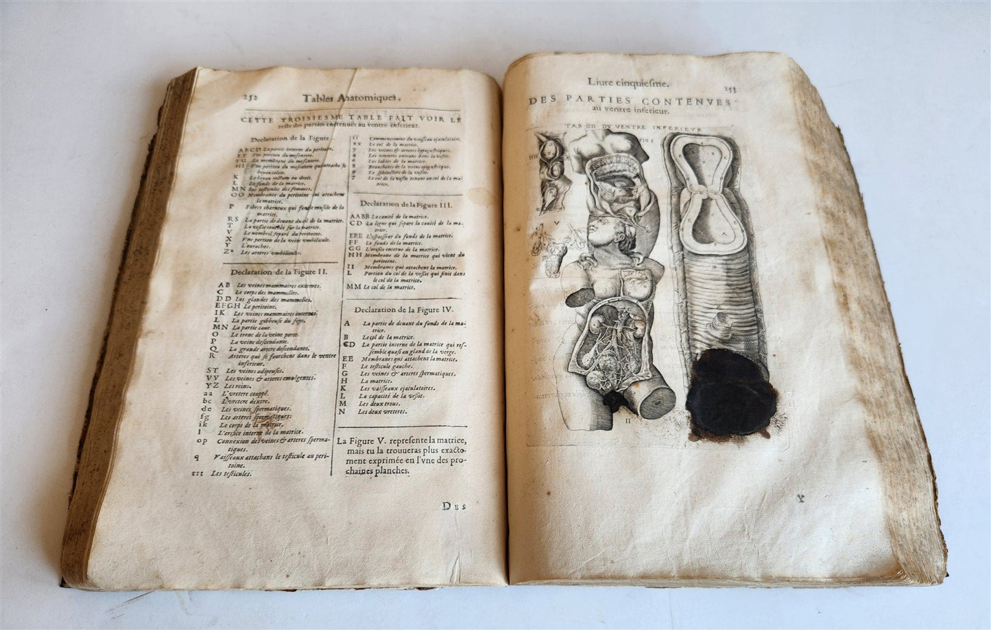1646 ANATOMY ILLUSTRATED after VESALIUS antique FOLIO 17th CENTURY scarce