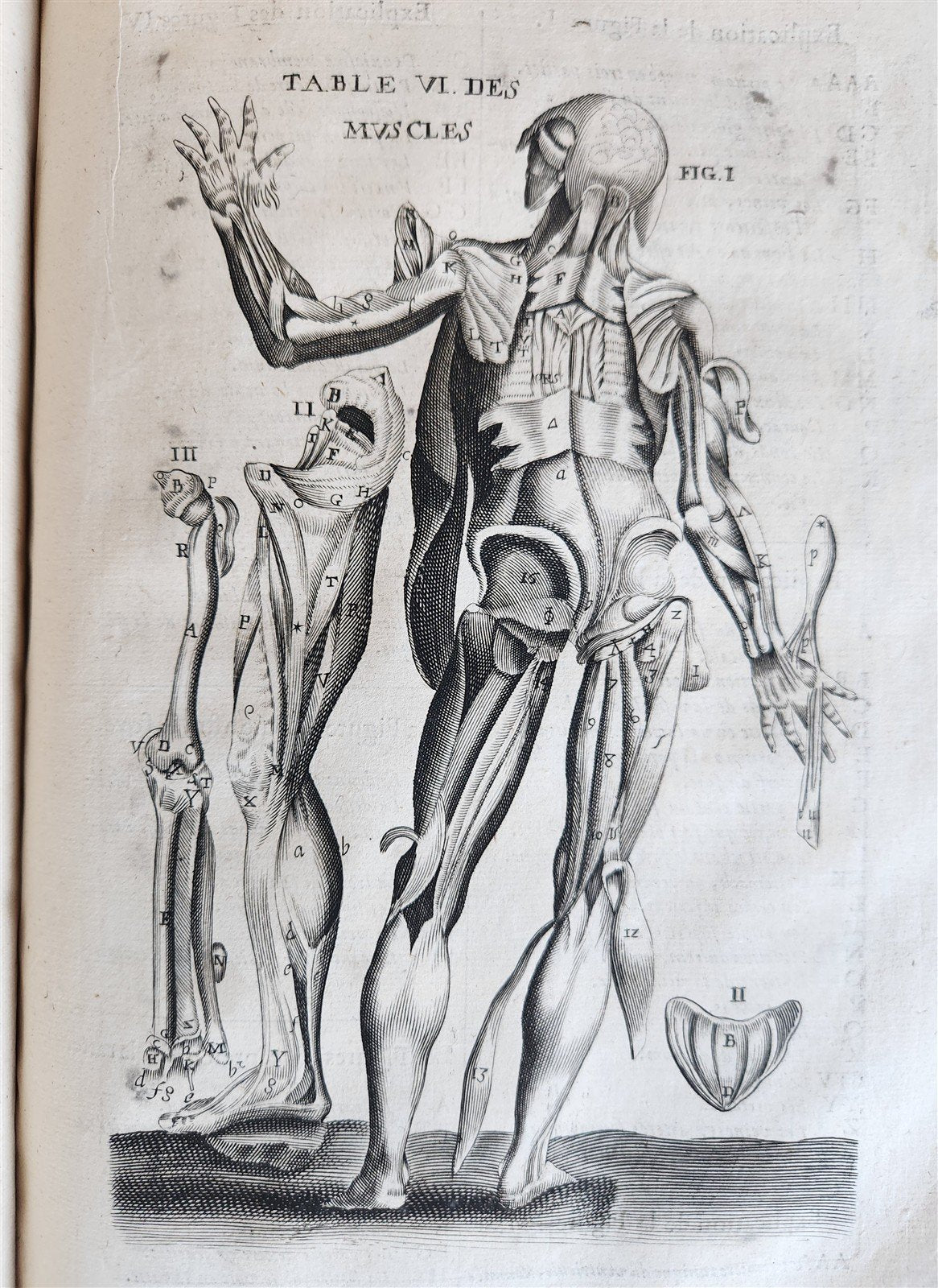1646 ANATOMY ILLUSTRATED after VESALIUS antique FOLIO 17th CENTURY scarce