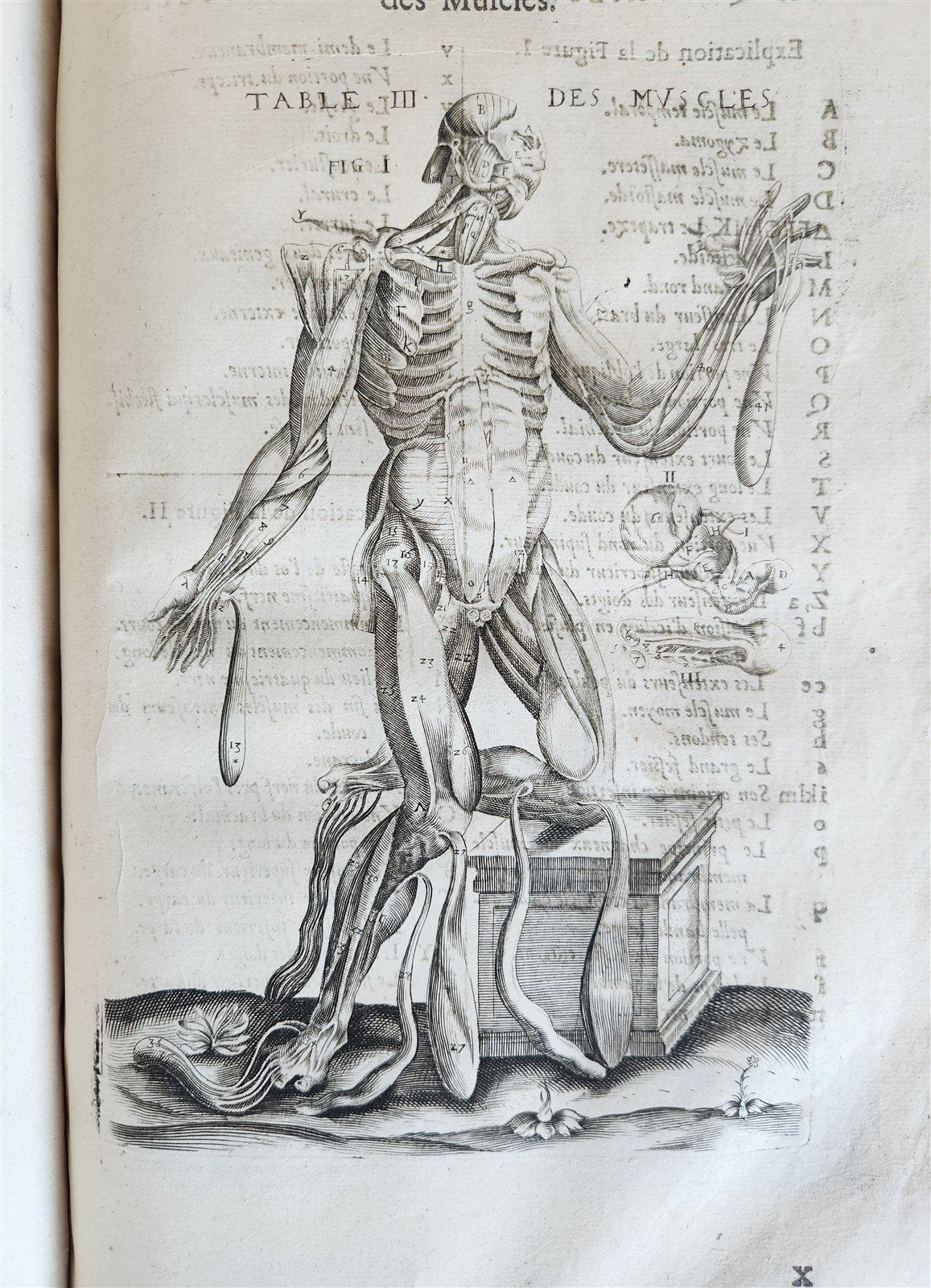 1646 ANATOMY ILLUSTRATED after VESALIUS antique FOLIO 17th CENTURY scarce