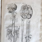 1646 ANATOMY ILLUSTRATED after VESALIUS antique FOLIO 17th CENTURY scarce