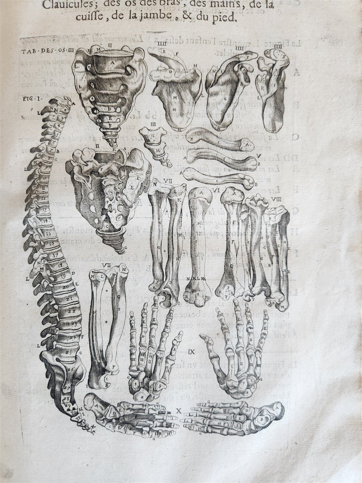 1646 ANATOMY ILLUSTRATED after VESALIUS antique FOLIO 17th CENTURY scarce