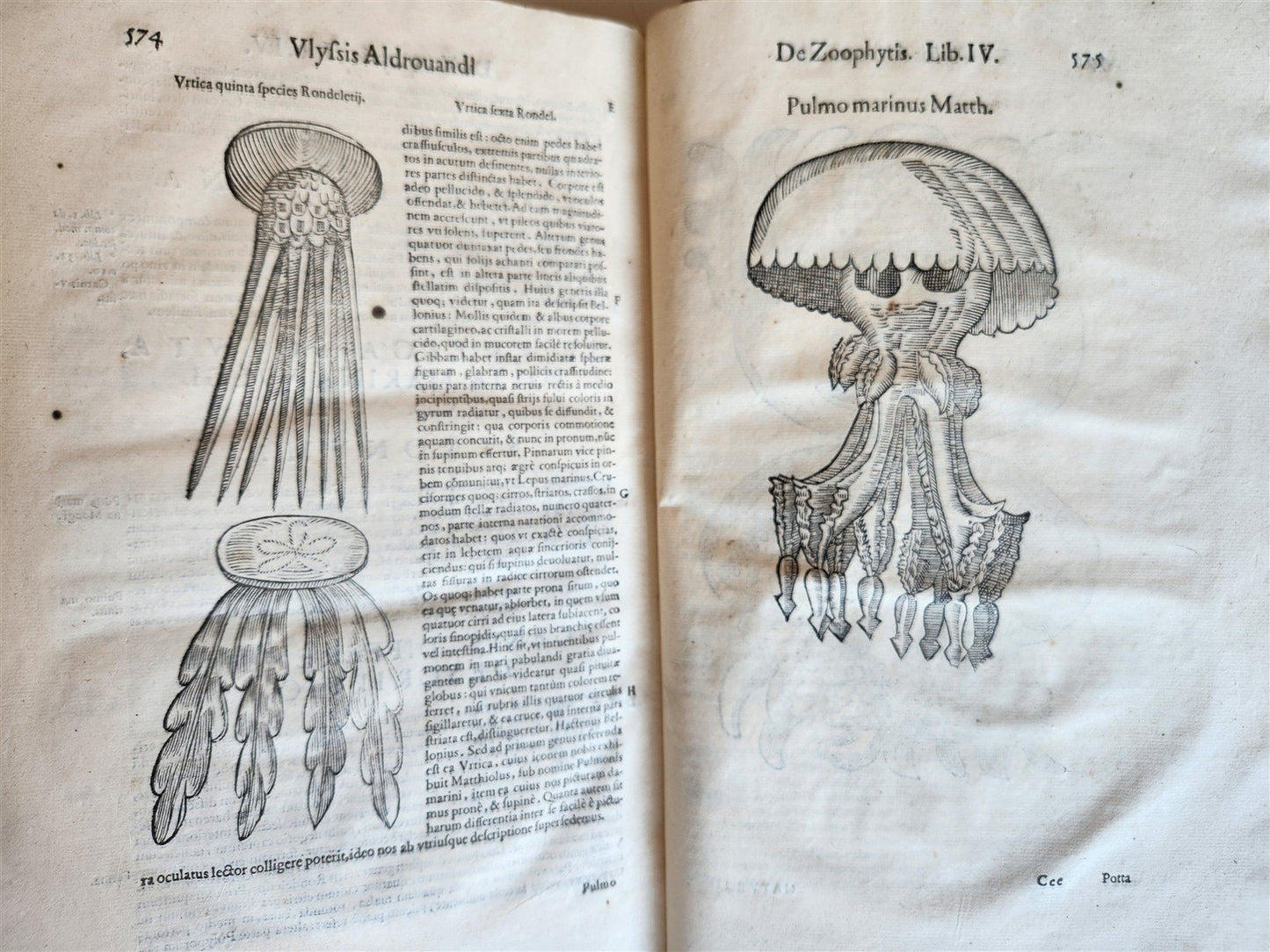 1605 ALDROVANDI TREATISE on MUSSELS SNAILS OCTOPUSES antique ILLUSTRATED FOLIO