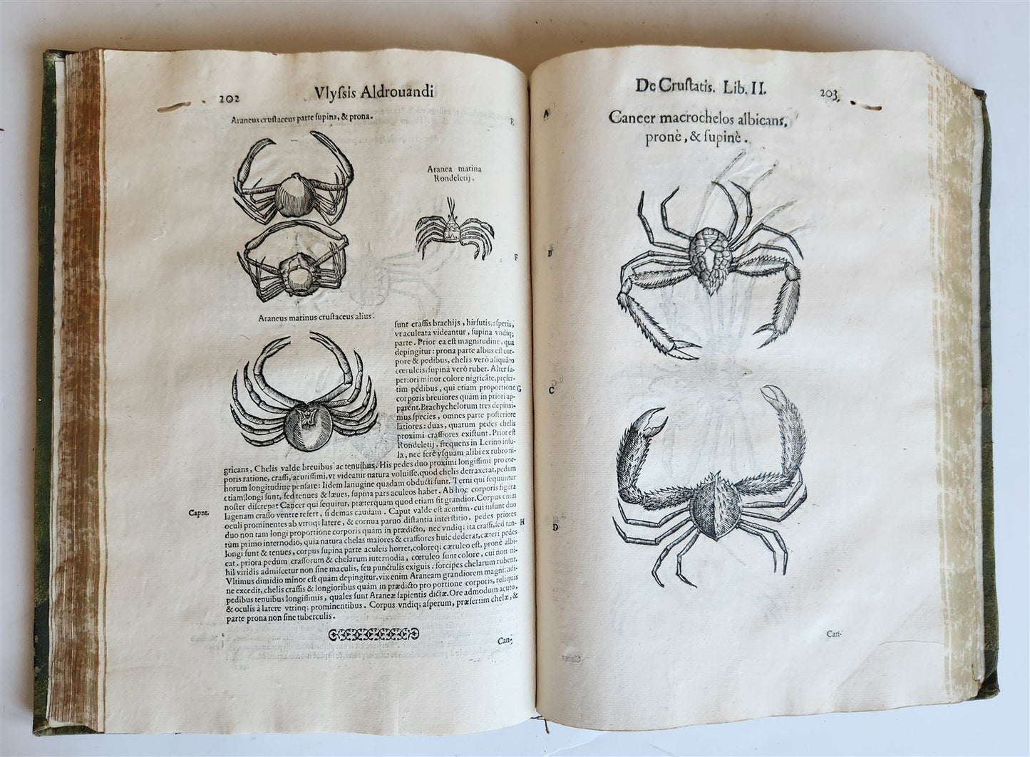 1605 ALDROVANDI TREATISE on MUSSELS SNAILS OCTOPUSES antique ILLUSTRATED FOLIO