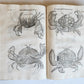 1605 ALDROVANDI TREATISE on MUSSELS SNAILS OCTOPUSES antique ILLUSTRATED FOLIO