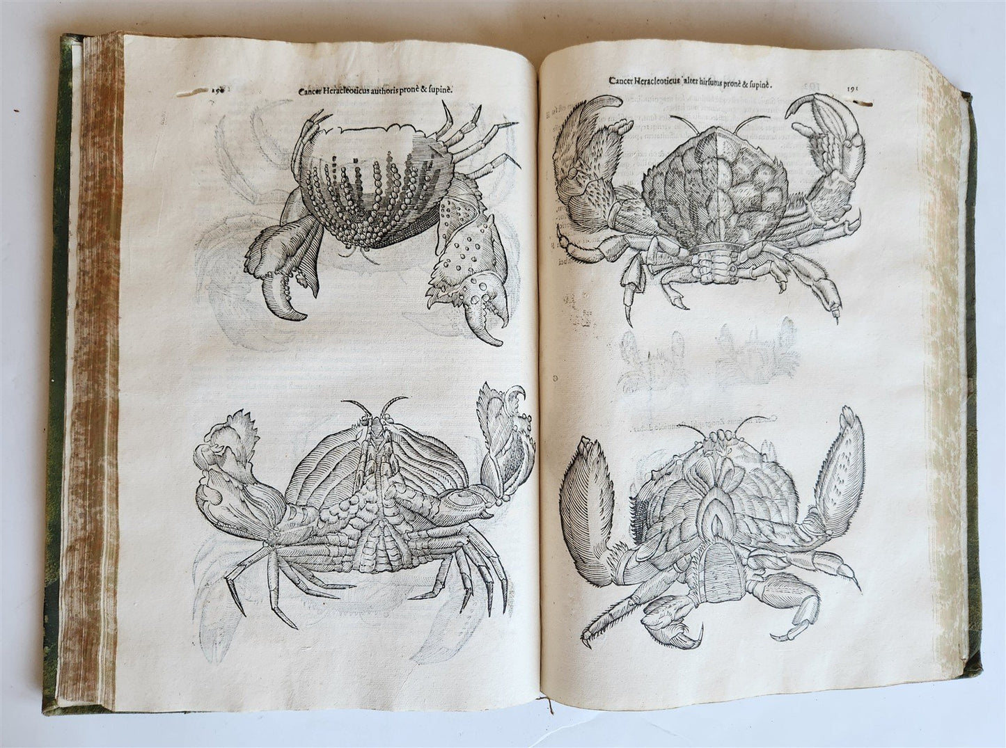 1605 ALDROVANDI TREATISE on MUSSELS SNAILS OCTOPUSES antique ILLUSTRATED FOLIO