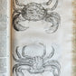 1605 ALDROVANDI TREATISE on MUSSELS SNAILS OCTOPUSES antique ILLUSTRATED FOLIO