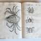 1605 ALDROVANDI TREATISE on MUSSELS SNAILS OCTOPUSES antique ILLUSTRATED FOLIO