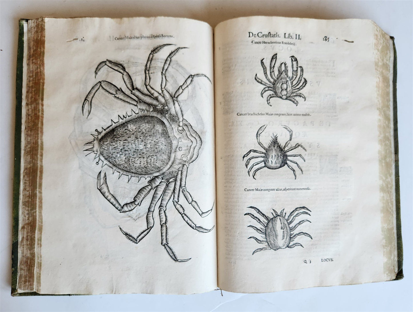 1605 ALDROVANDI TREATISE on MUSSELS SNAILS OCTOPUSES antique ILLUSTRATED FOLIO