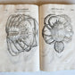 1605 ALDROVANDI TREATISE on MUSSELS SNAILS OCTOPUSES antique ILLUSTRATED FOLIO