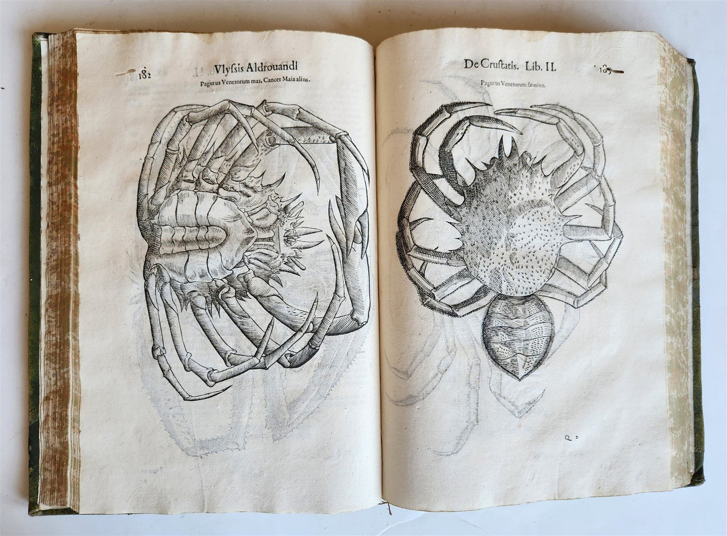 1605 ALDROVANDI TREATISE on MUSSELS SNAILS OCTOPUSES antique ILLUSTRATED FOLIO