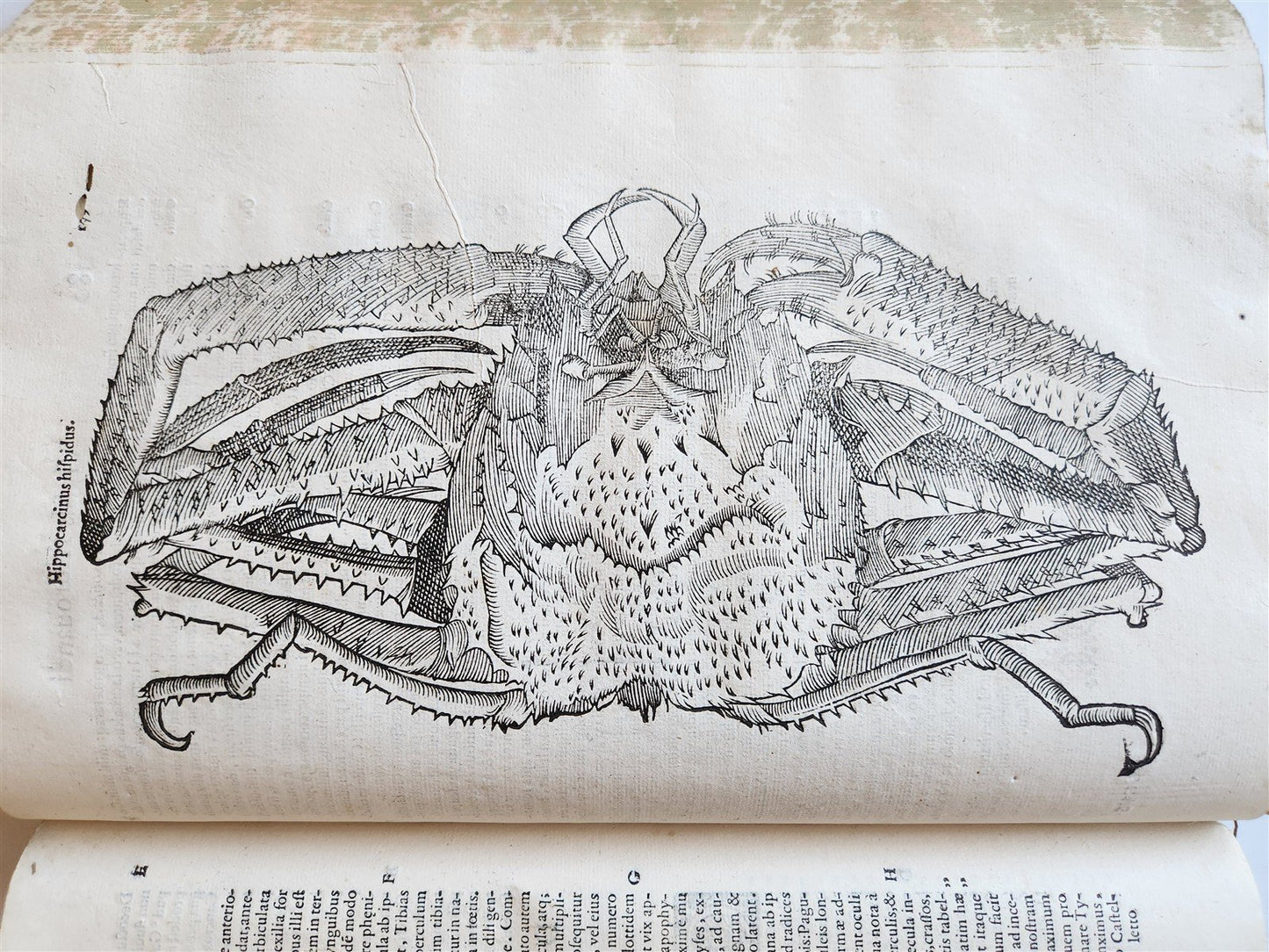 1605 ALDROVANDI TREATISE on MUSSELS SNAILS OCTOPUSES antique ILLUSTRATED FOLIO