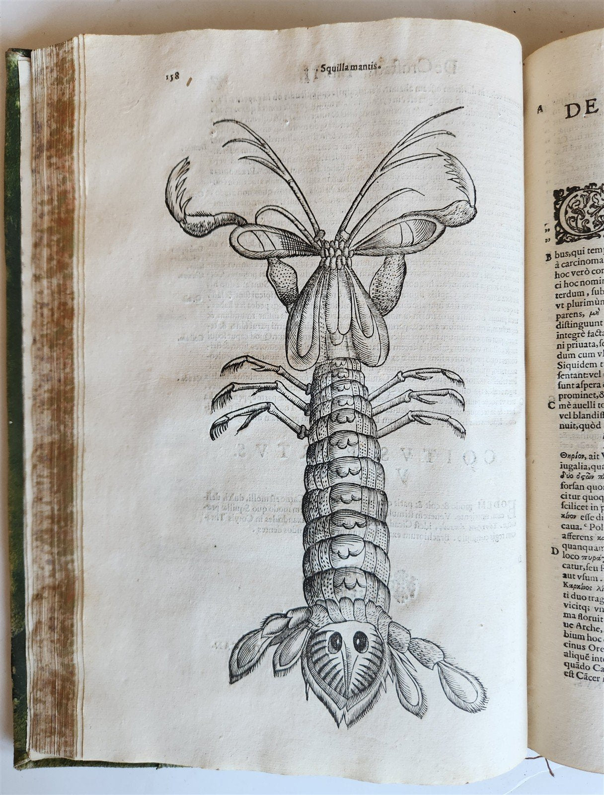 1605 ALDROVANDI TREATISE on MUSSELS SNAILS OCTOPUSES antique ILLUSTRATED FOLIO