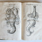 1605 ALDROVANDI TREATISE on MUSSELS SNAILS OCTOPUSES antique ILLUSTRATED FOLIO