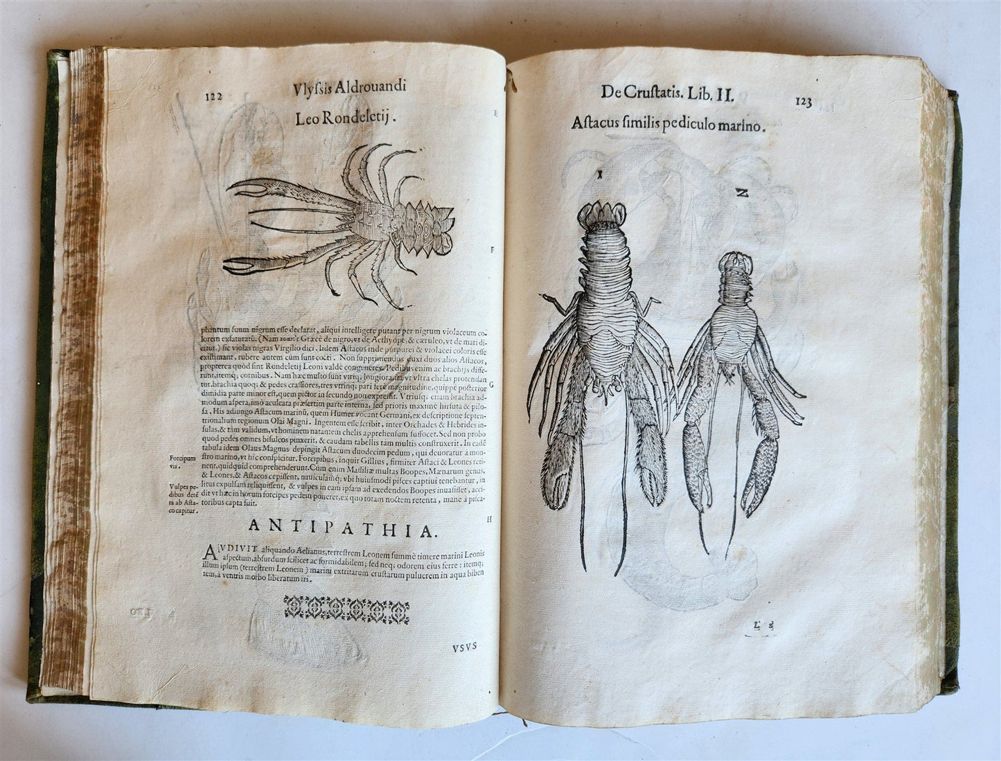 1605 ALDROVANDI TREATISE on MUSSELS SNAILS OCTOPUSES antique ILLUSTRATED FOLIO
