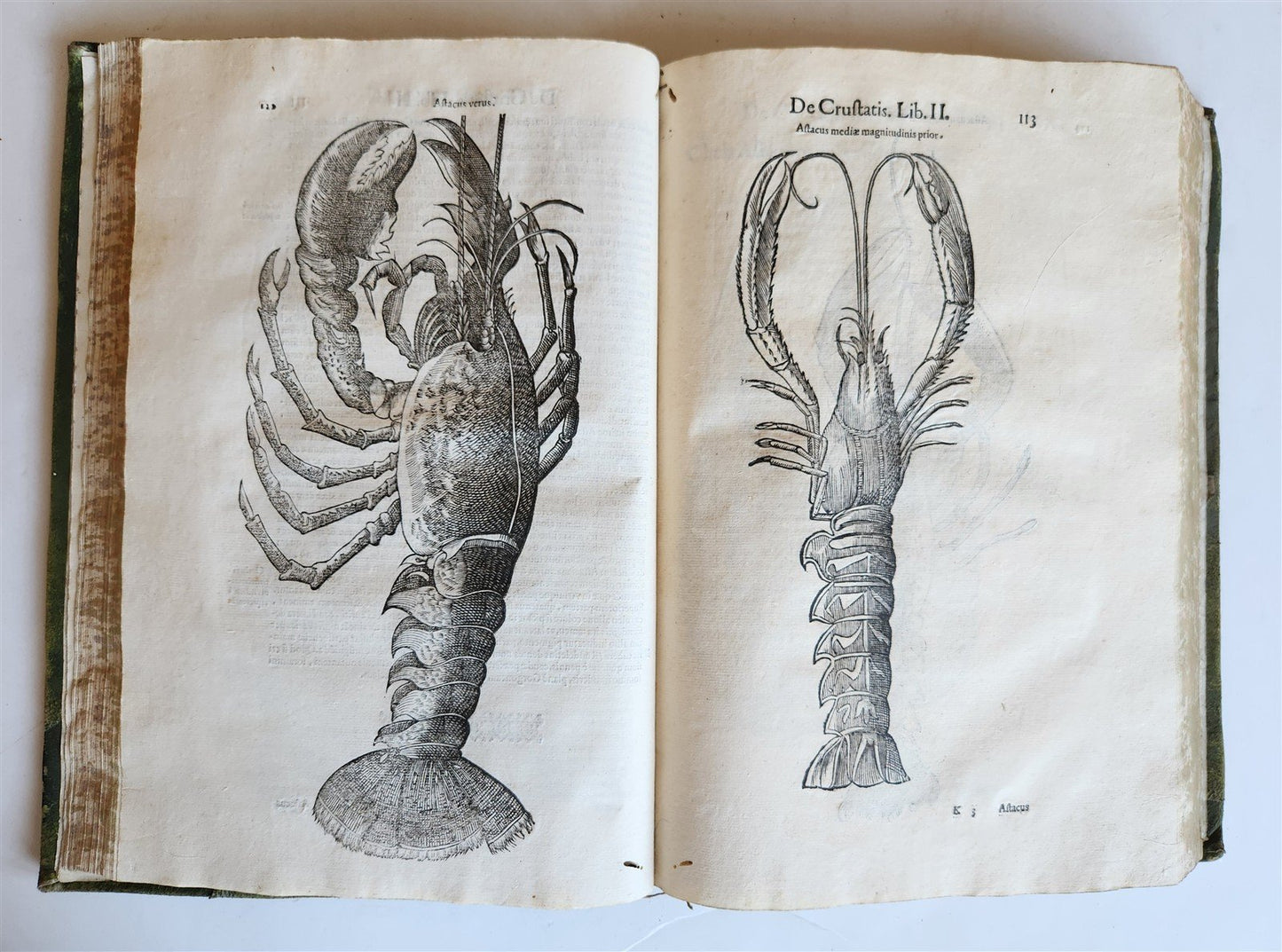 1605 ALDROVANDI TREATISE on MUSSELS SNAILS OCTOPUSES antique ILLUSTRATED FOLIO