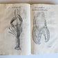 1605 ALDROVANDI TREATISE on MUSSELS SNAILS OCTOPUSES antique ILLUSTRATED FOLIO