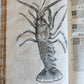 1605 ALDROVANDI TREATISE on MUSSELS SNAILS OCTOPUSES antique ILLUSTRATED FOLIO